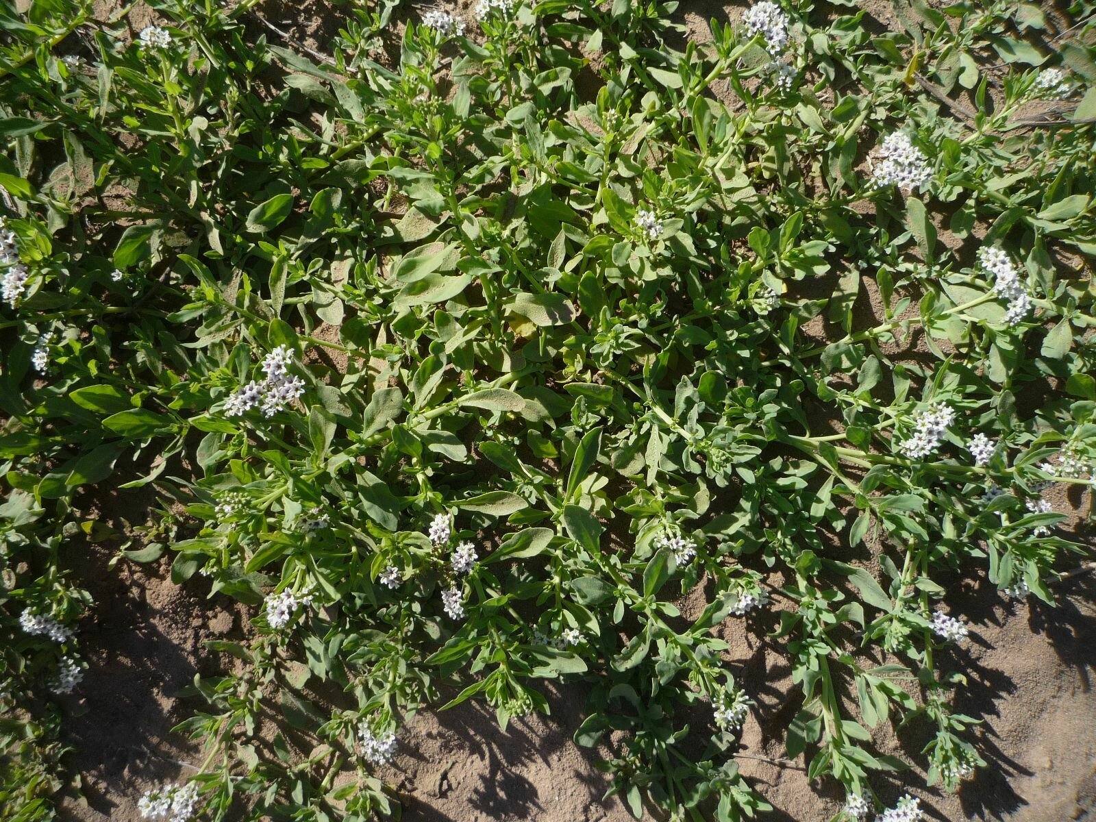 High Resolution Heliotropium curassavicum Plant